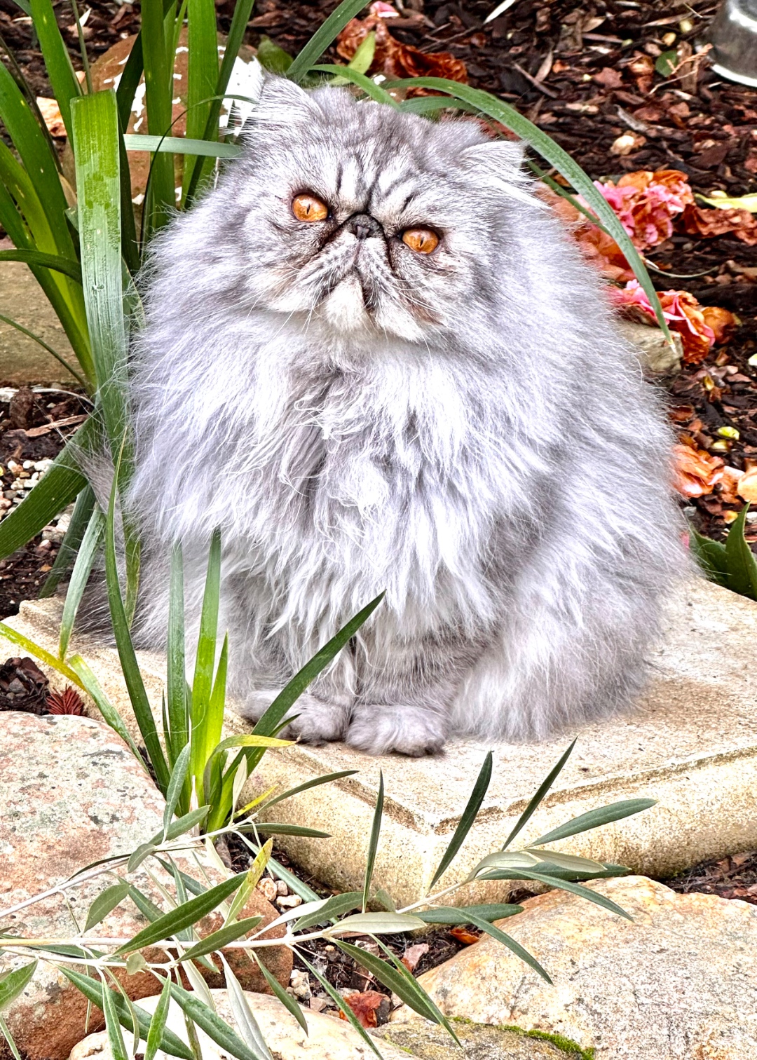 Cooper the Persian cat in the garden