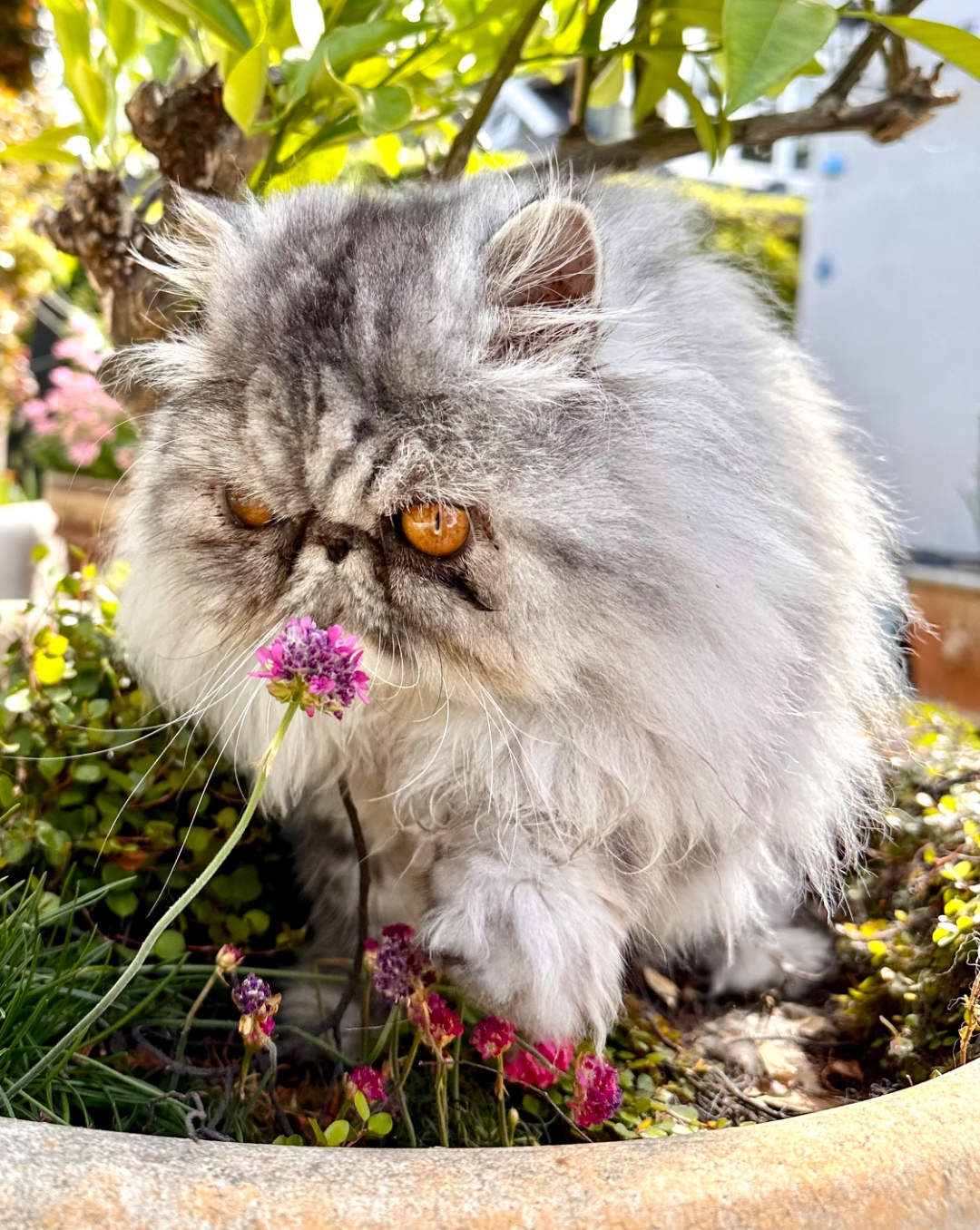 Cooper the Persian cat among pink flowers