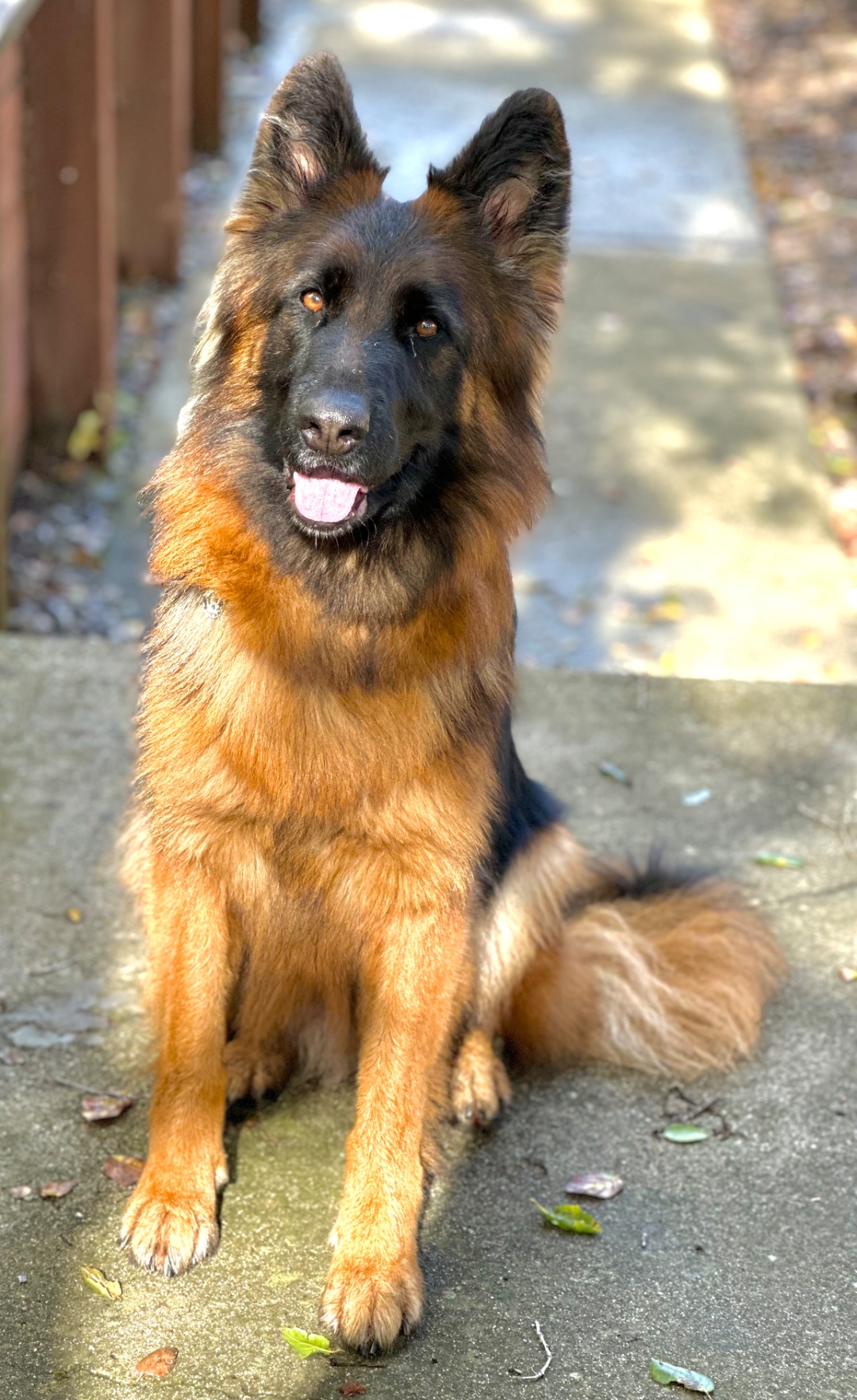 German Shepherd portrait